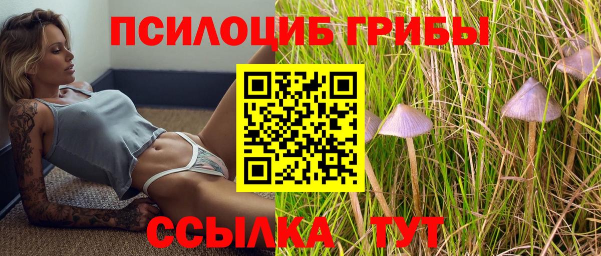 Зерноград  Псилоцибиновые грибы Cubensis  Вход с VPN 